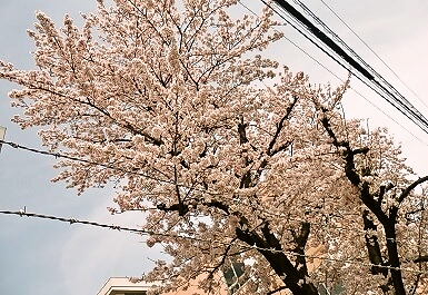 sakura160331